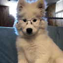 floofwoof avatar