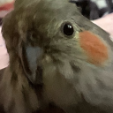 floofychip avatar