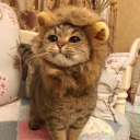 floofylion avatar