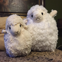 floofysheepbros avatar