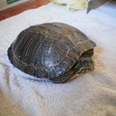 floorbananamotherfucker avatar