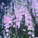 flora-phantasma avatar