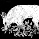 floral-disaster avatar