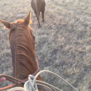 floral-equine avatar