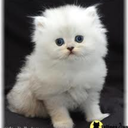 floral-streetchic avatar