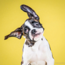 floralaffinity avatar