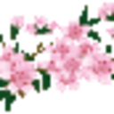 floralcum avatar