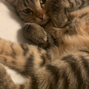 floralhedgewitch avatar