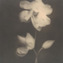 floralwhispers avatar