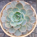 florcieloliquido avatar