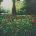 flores-sem-nome-blog avatar