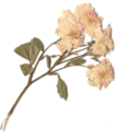 floresynauseas avatar