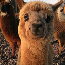 floretheunicorn avatar