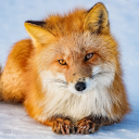 floretposting avatar