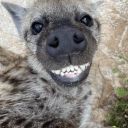 florid-corvid avatar