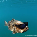 floridian-trash avatar