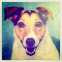 florisjackrussell-blog avatar