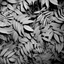 floriskoopman avatar