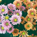 flower-happiness avatar