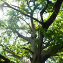 flower-trance avatar