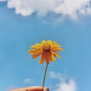 flowerandthemoons avatar