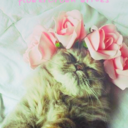 flowercrown-writes avatar