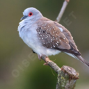 flowercrownmeow avatar