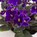 flowerlover8990 avatar