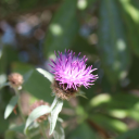 floweroftheforest avatar