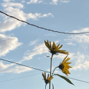 flowerpotsandbells avatar