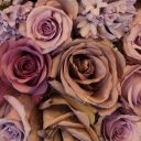 flowerprincessbunny avatar