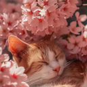 flowers-and-cats1 avatar