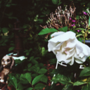 flowers-and-fantasies avatar