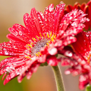 flowers-and-feminists avatar