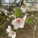 flowers-and-femmes avatar