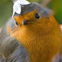 flowers-for-fenris avatar