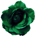 flowers-forests-and-solitude avatar