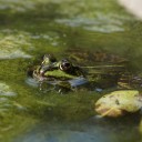 flowers-inyour-dustbin avatar