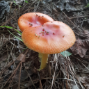 flowersandfungi avatar