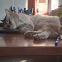 flowerscatsandwichystuff avatar