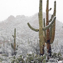 flowersfortheheart avatar