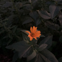 flowershine22 avatar