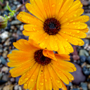 flowersisart avatar