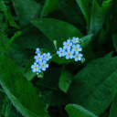 flowersnaturecody avatar