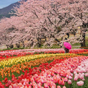 flowersnothers avatar