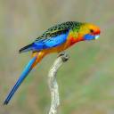 flowersofpinkandyellow avatar