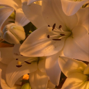 flowersonstreets avatar