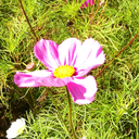 flowerspringsea avatar