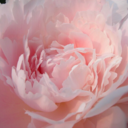 flowerssuggestion avatar