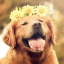 floweryfriends avatar